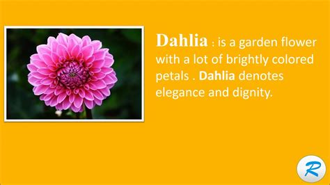 dahlia name pronunciation.